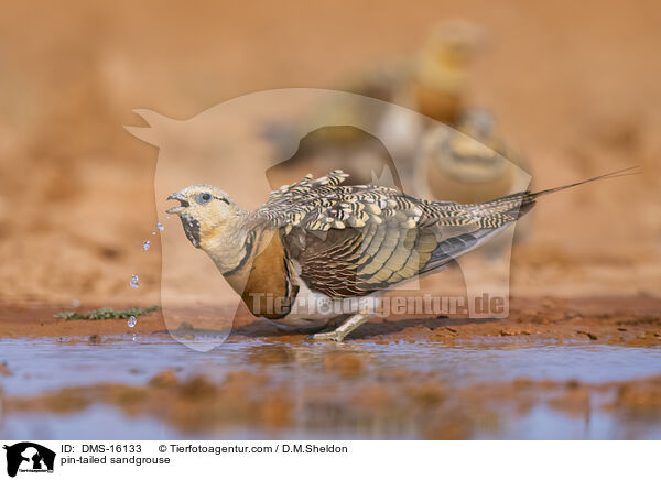 Spieflughuhn / pin-tailed sandgrouse / DMS-16133