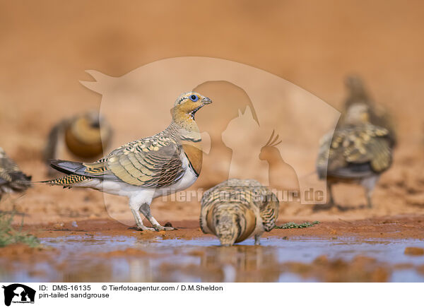 Spieflughuhn / pin-tailed sandgrouse / DMS-16135