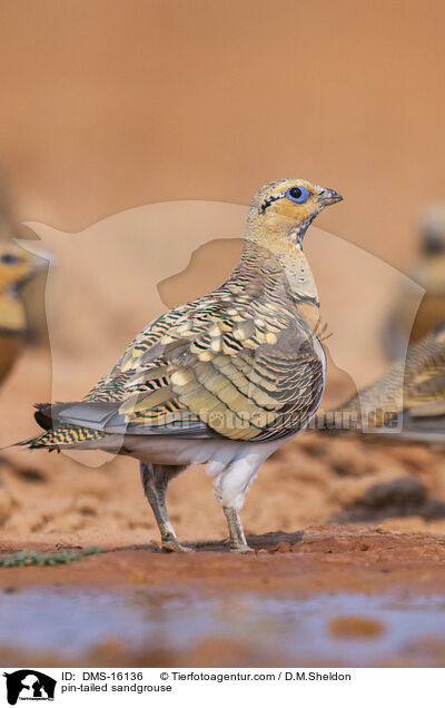 Spieflughuhn / pin-tailed sandgrouse / DMS-16136