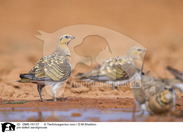 Spieflughuhn / pin-tailed sandgrouse / DMS-16137