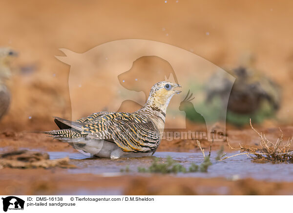 Spieflughuhn / pin-tailed sandgrouse / DMS-16138