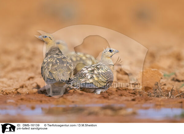 Spieflughuhn / pin-tailed sandgrouse / DMS-16139