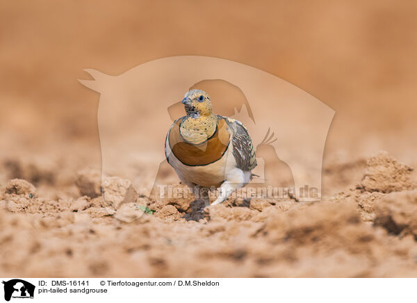 Spieflughuhn / pin-tailed sandgrouse / DMS-16141