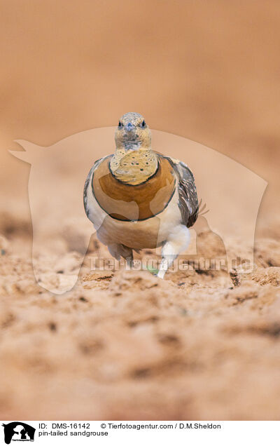Spieflughuhn / pin-tailed sandgrouse / DMS-16142