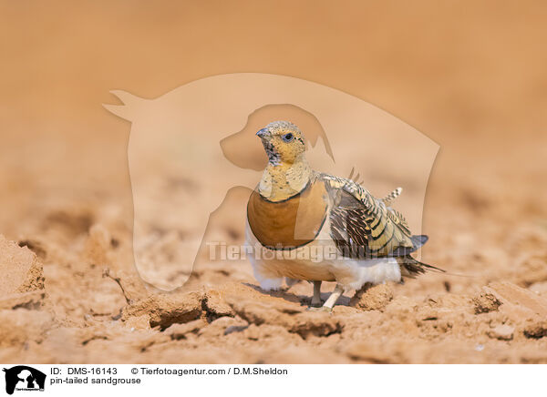 Spieflughuhn / pin-tailed sandgrouse / DMS-16143