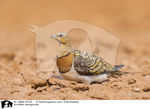 Spieflughuhn / pin-tailed sandgrouse / DMS-16144
