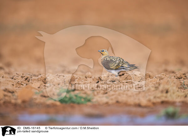 Spieflughuhn / pin-tailed sandgrouse / DMS-16145