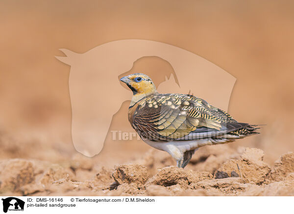 Spieflughuhn / pin-tailed sandgrouse / DMS-16146