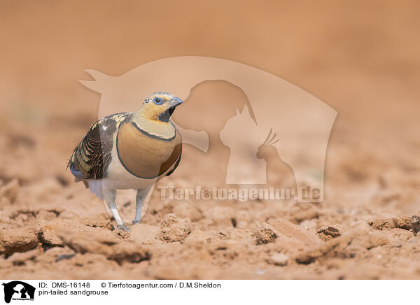 Spieflughuhn / pin-tailed sandgrouse / DMS-16148