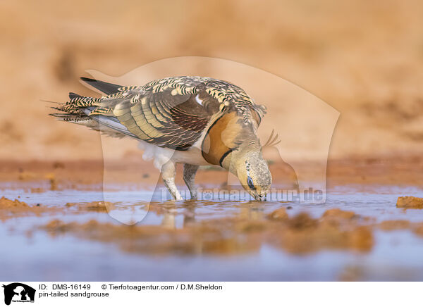 Spieflughuhn / pin-tailed sandgrouse / DMS-16149