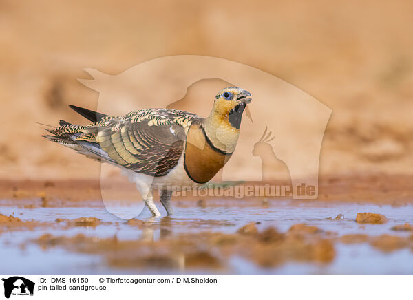 Spieflughuhn / pin-tailed sandgrouse / DMS-16150