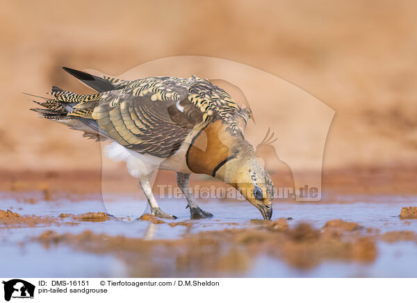 Spieflughuhn / pin-tailed sandgrouse / DMS-16151
