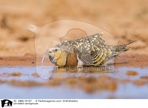 Spieflughuhn / pin-tailed sandgrouse / DMS-16157