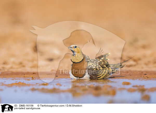 Spieflughuhn / pin-tailed sandgrouse / DMS-16158