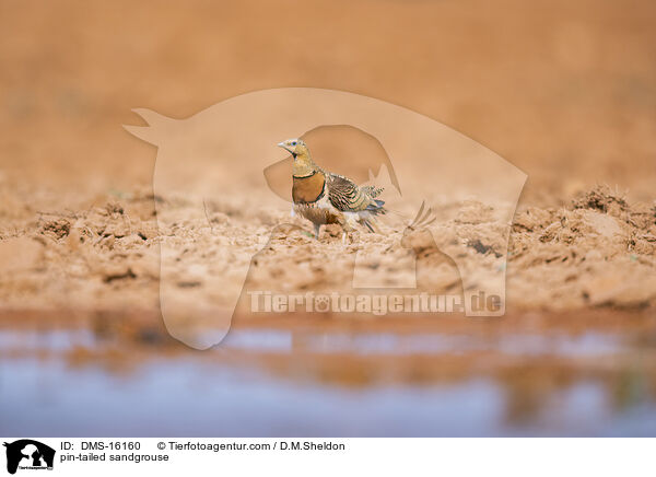 Spieflughuhn / pin-tailed sandgrouse / DMS-16160