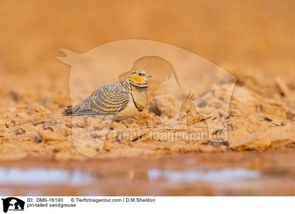 Spieflughuhn / pin-tailed sandgrouse / DMS-16190