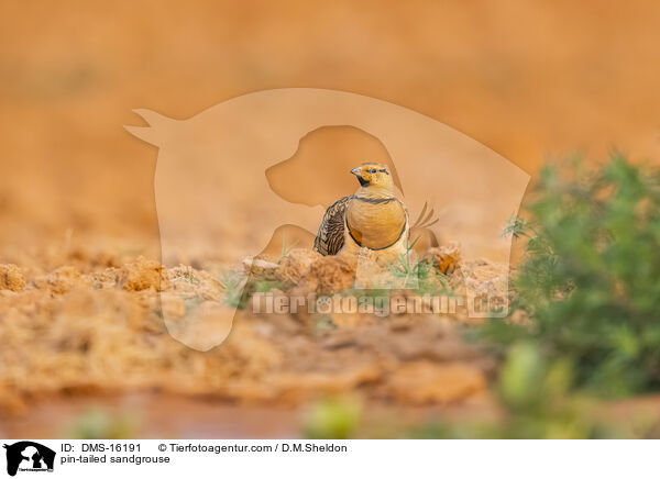 Spieflughuhn / pin-tailed sandgrouse / DMS-16191