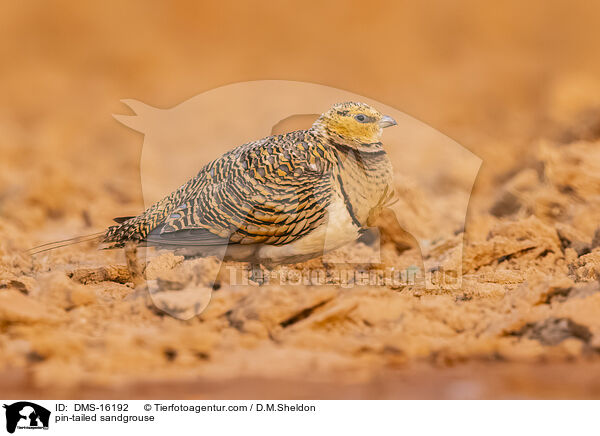 Spieflughuhn / pin-tailed sandgrouse / DMS-16192