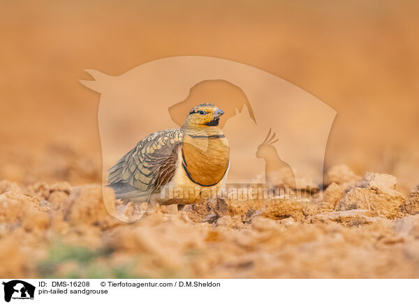 Spieflughuhn / pin-tailed sandgrouse / DMS-16208