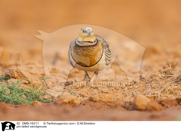 Spieflughuhn / pin-tailed sandgrouse / DMS-16211