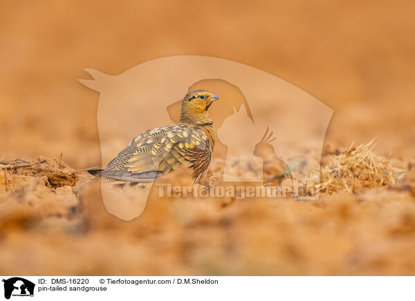 Spieflughuhn / pin-tailed sandgrouse / DMS-16220