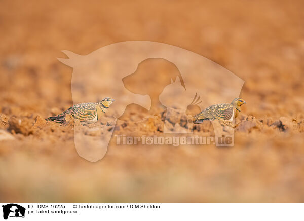 Spieflughuhn / pin-tailed sandgrouse / DMS-16225
