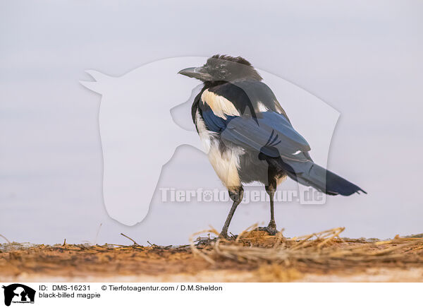 Elster / black-billed magpie / DMS-16231