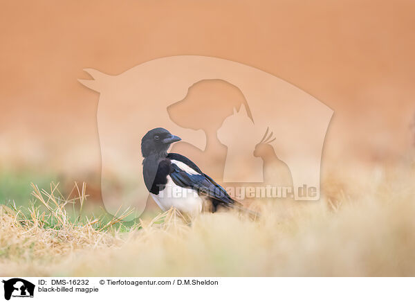 Elster / black-billed magpie / DMS-16232