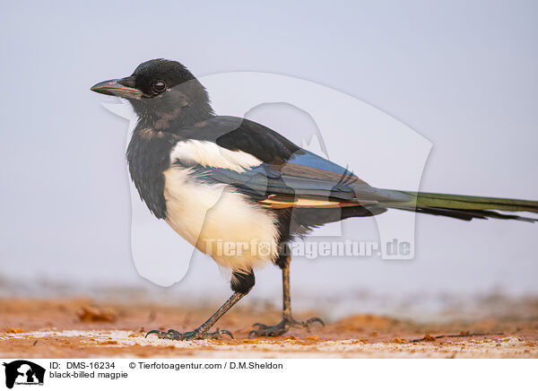 Elster / black-billed magpie / DMS-16234