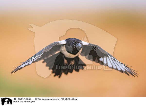 Elster / black-billed magpie / DMS-16252