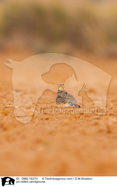 Spieflughuhn / pin-tailed sandgrouse / DMS-16270