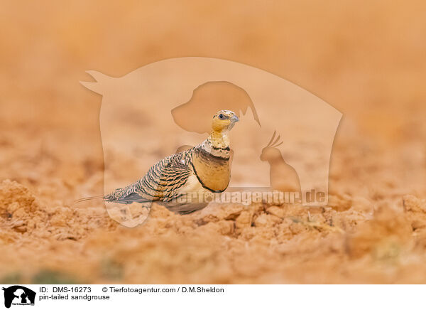 Spieflughuhn / pin-tailed sandgrouse / DMS-16273
