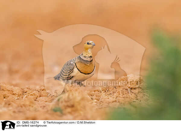 Spieflughuhn / pin-tailed sandgrouse / DMS-16274