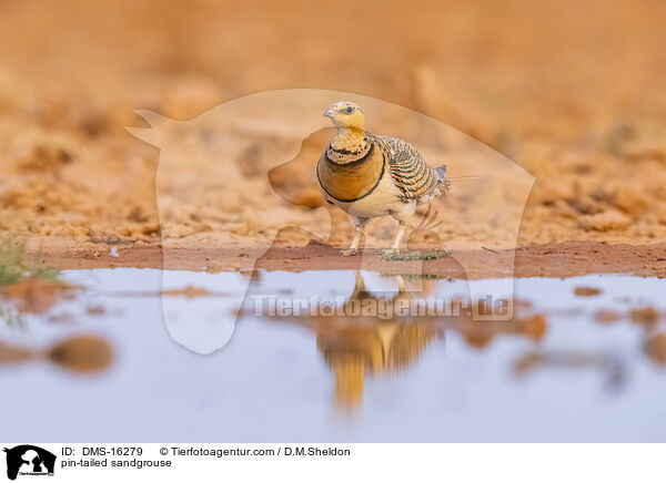 Spieflughuhn / pin-tailed sandgrouse / DMS-16279