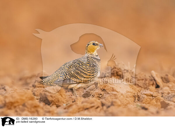 Spieflughuhn / pin-tailed sandgrouse / DMS-16280