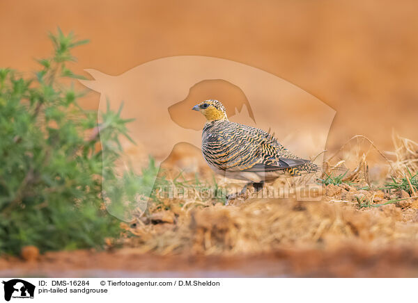 Spieflughuhn / pin-tailed sandgrouse / DMS-16284