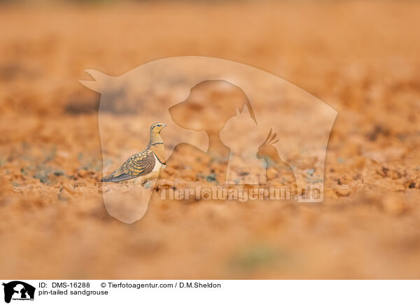 Spieflughuhn / pin-tailed sandgrouse / DMS-16288