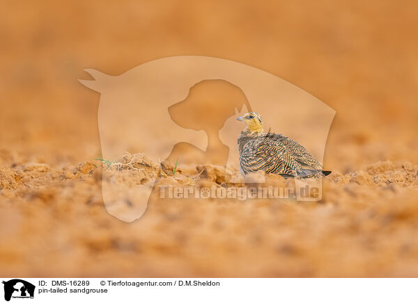 Spieflughuhn / pin-tailed sandgrouse / DMS-16289