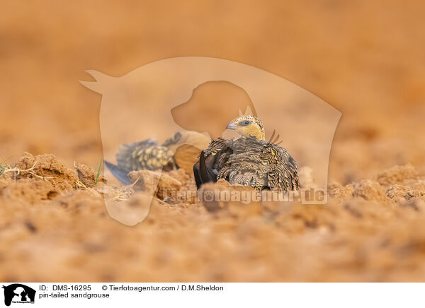 Spieflughuhn / pin-tailed sandgrouse / DMS-16295