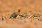 pin-tailed sandgrouse