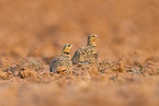 pin-tailed sandgrouse