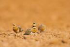 pin-tailed sandgrouse
