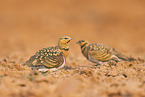pin-tailed sandgrouse