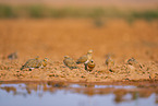 pin-tailed sandgrouse