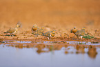 pin-tailed sandgrouse