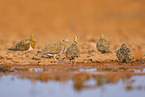 pin-tailed sandgrouse
