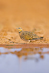 pin-tailed sandgrouse