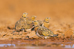 pin-tailed sandgrouse