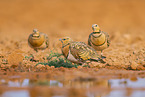 pin-tailed sandgrouse