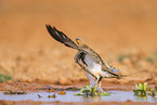 pin-tailed sandgrouse